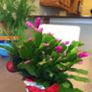 Meet your Posher, Susan